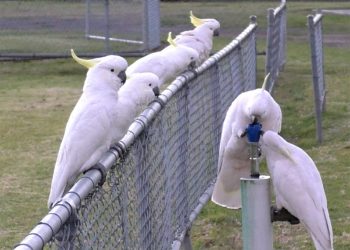 These clever birds can open trash cans and drink from water fountains
