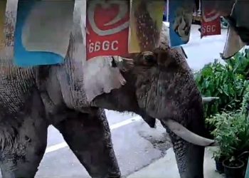 ‘I think he just wanted snacks’: Thai shopkeeper caught off guard as wild elephant visits store