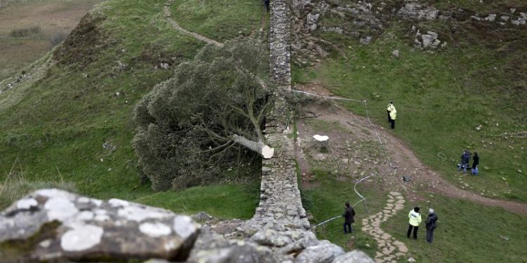 A piece of the illegally felled Sycamore Gap tree is going on display – and you can hug it