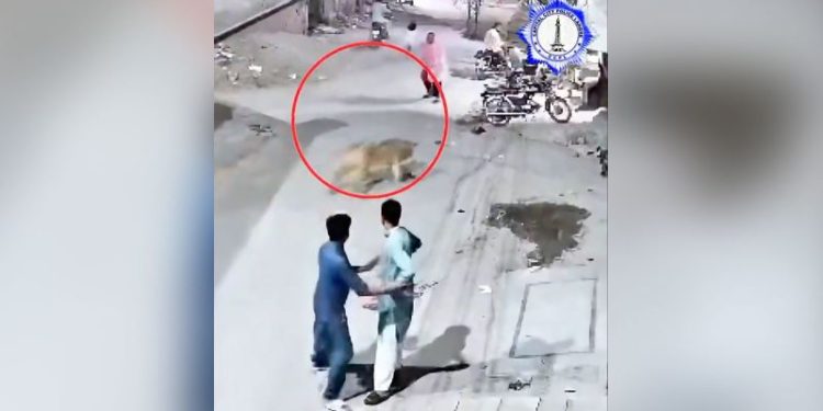 Owners of pet lion arrested after it jumped a wall and attacked a woman and two children in Pakistan